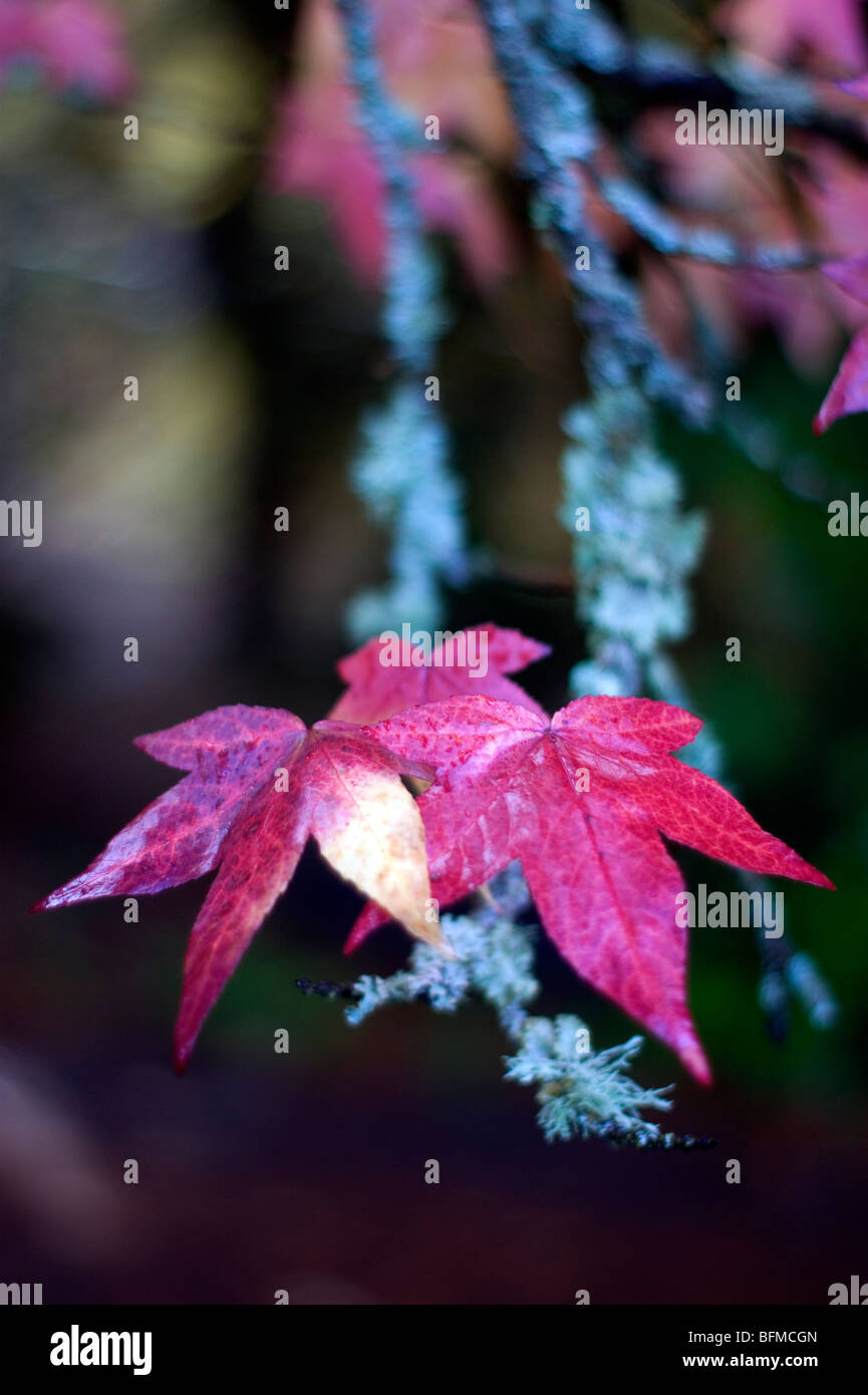 Couleurs d'automne changement de saison automne tourne dans les feuilles couleur Banque D'Images