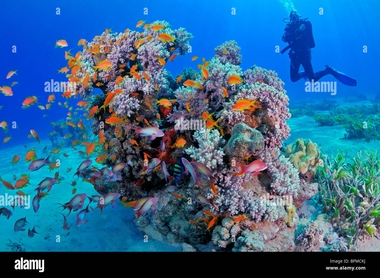 Scuba Diver et coloré des poissons de récifs coralliens. "Mer Rouge" Banque D'Images