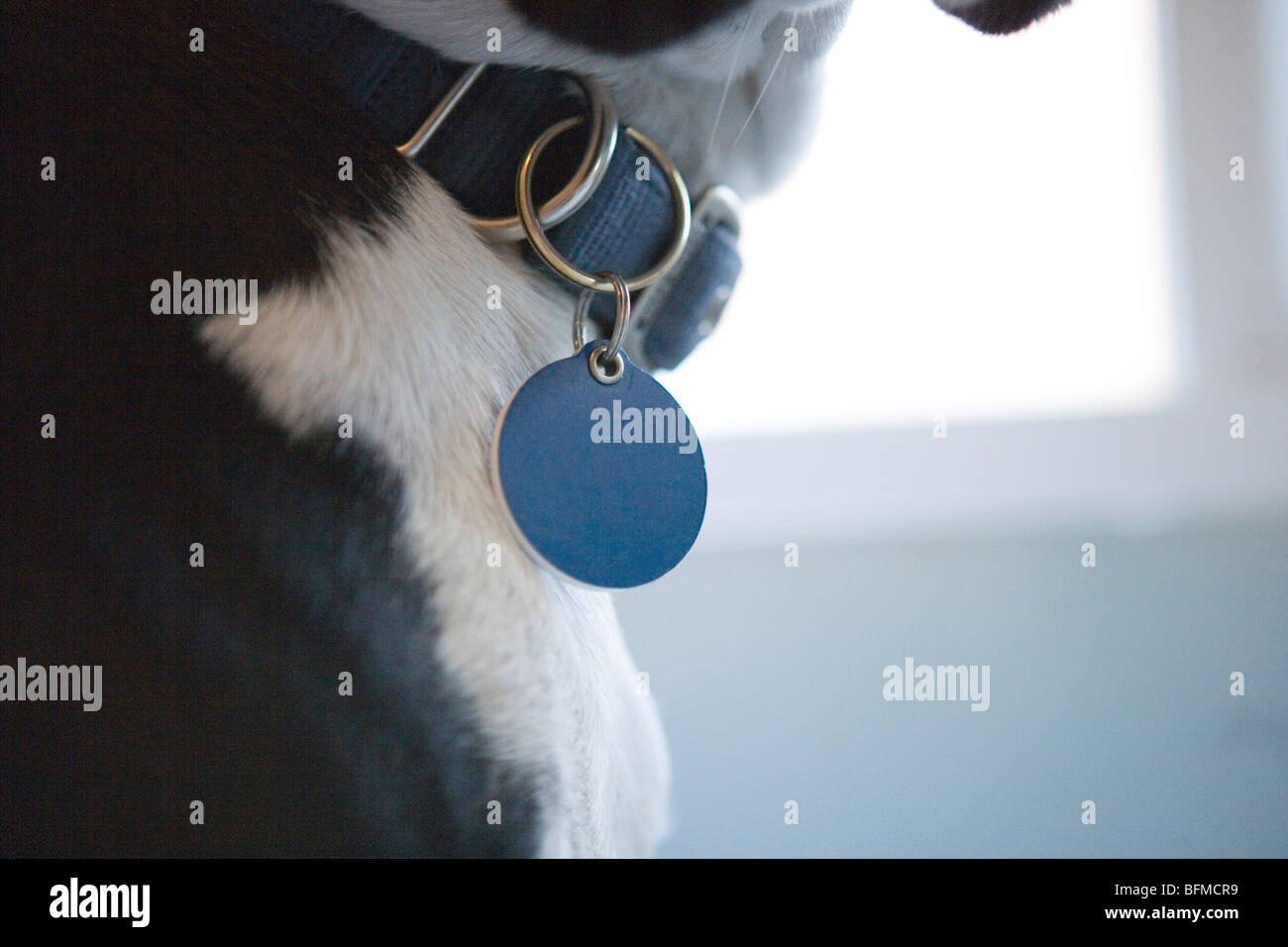 Une étiquette d'identification suspendu à un collier de chien, Close up Banque D'Images