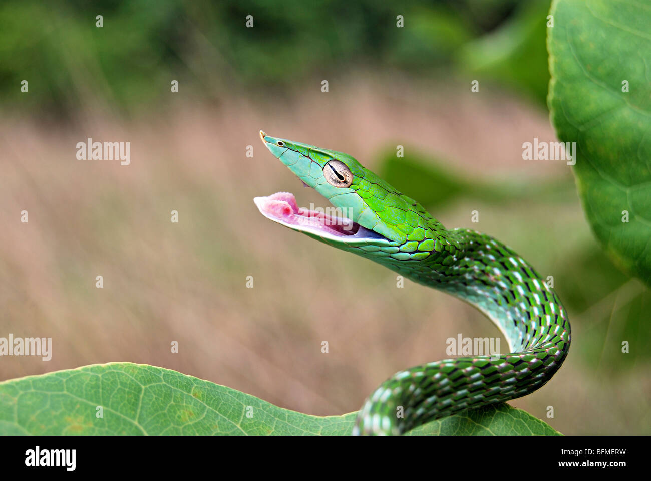 Serpent de vigne commune. Ahaetulla nasutus, venimeux, non commun vert. Agumbe. Karnataka, Inde Banque D'Images