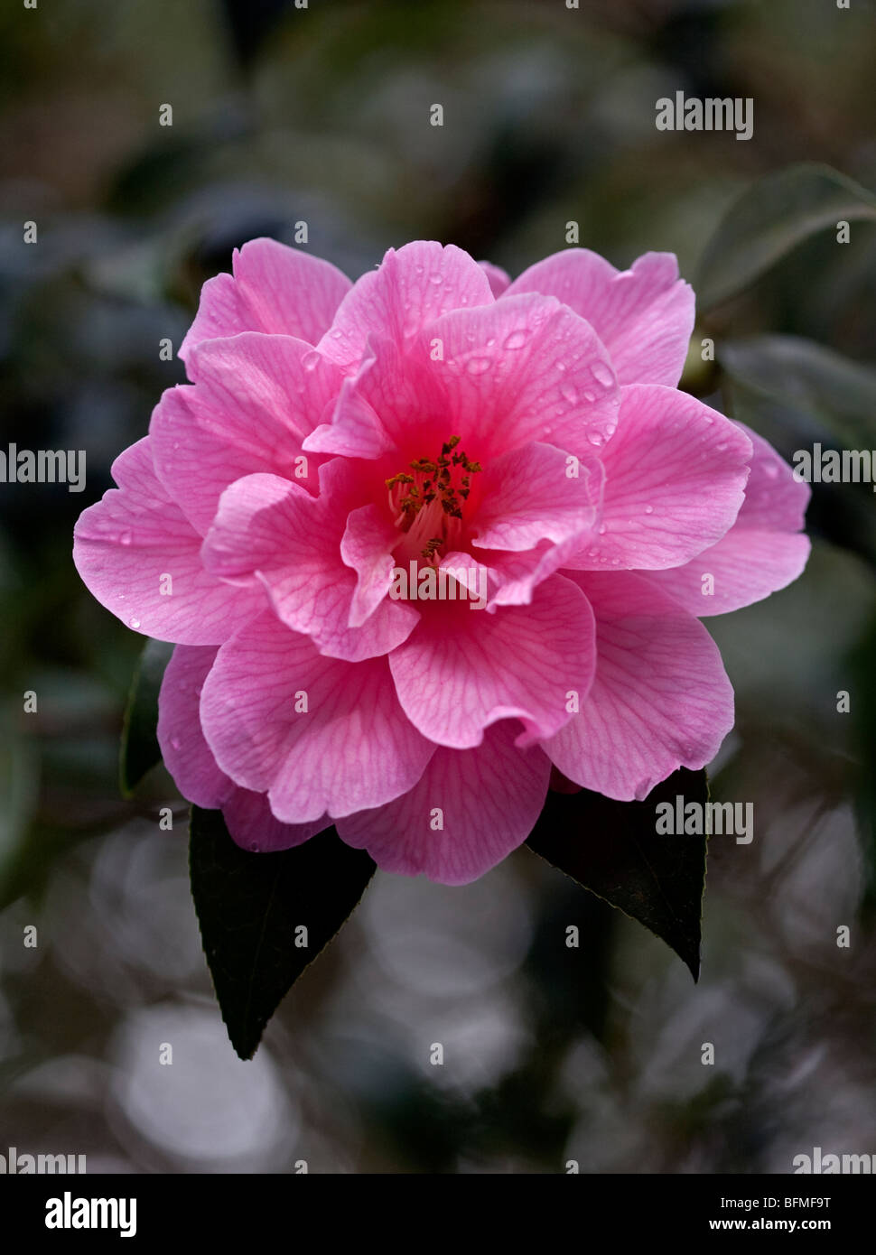 Camellia Williamsii Don Banque D'Images