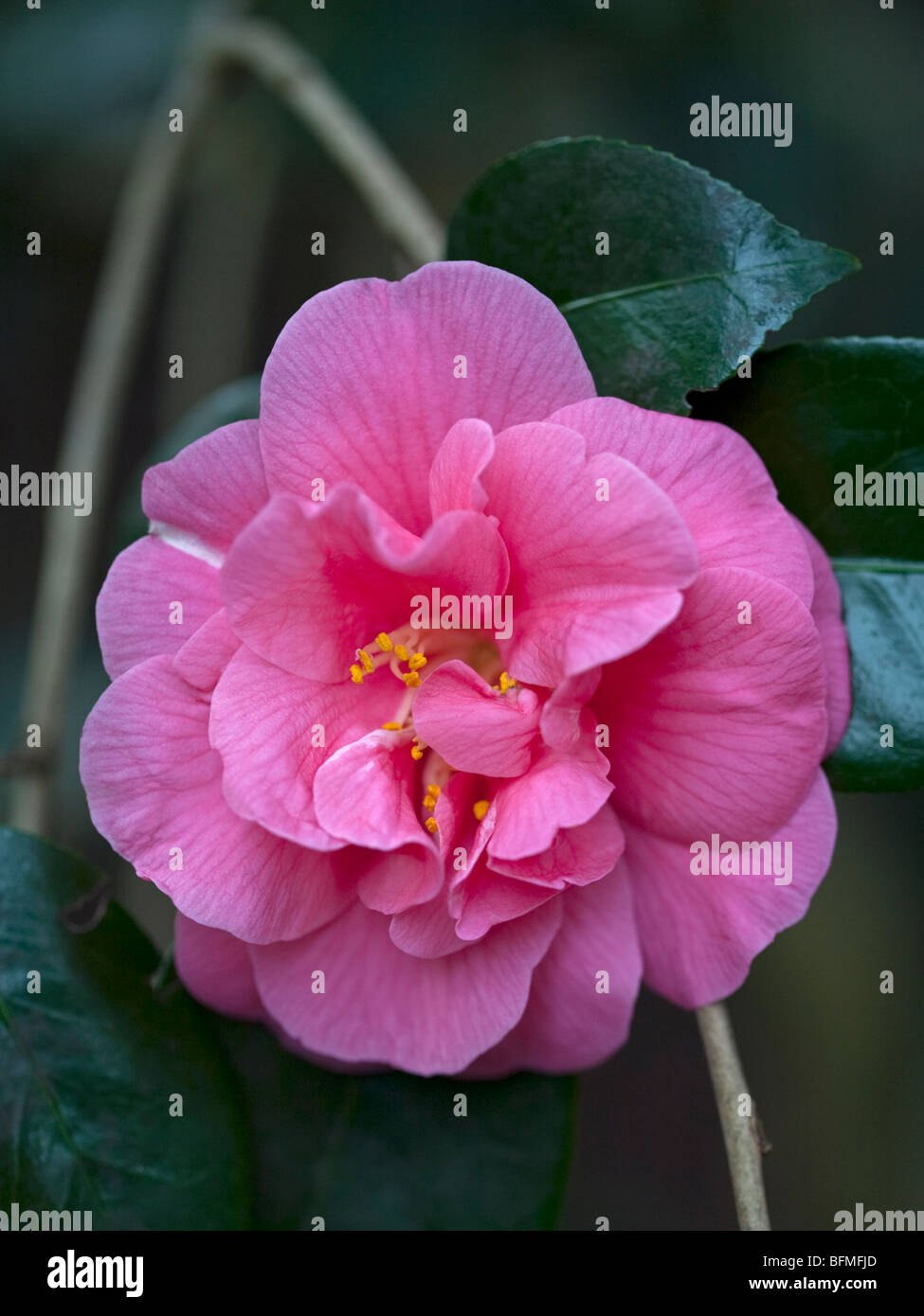 Camellia Gloire de Nantes Banque D'Images