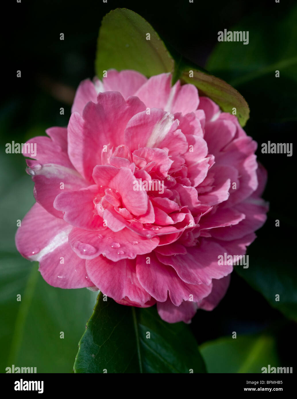 Camellia Giuseppina Pieri Banque D'Images