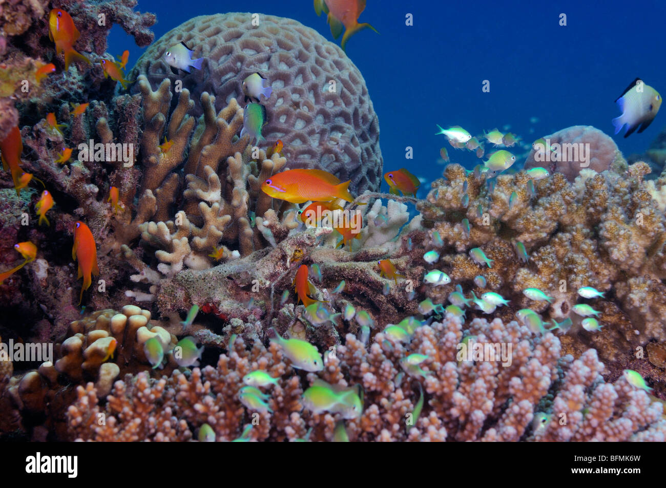 Coral reef avec variété de coraux durs et d'anthias poisson, Mer Rouge Banque D'Images