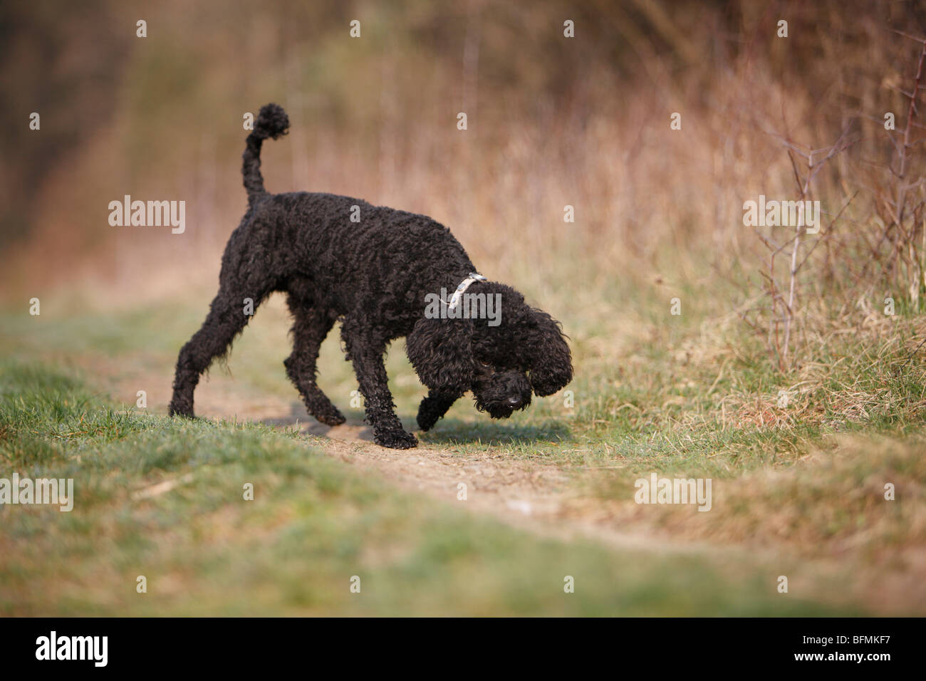 Caniche miniature (Canis lupus f. familiaris), reniflant à un fieldpath, Allemagne Banque D'Images