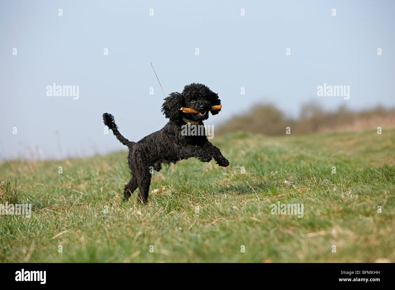 Caniche miniature (Canis lupus f. familiaris), sauter avec un bâton dans sa bouche sur un pré, Allemagne Banque D'Images