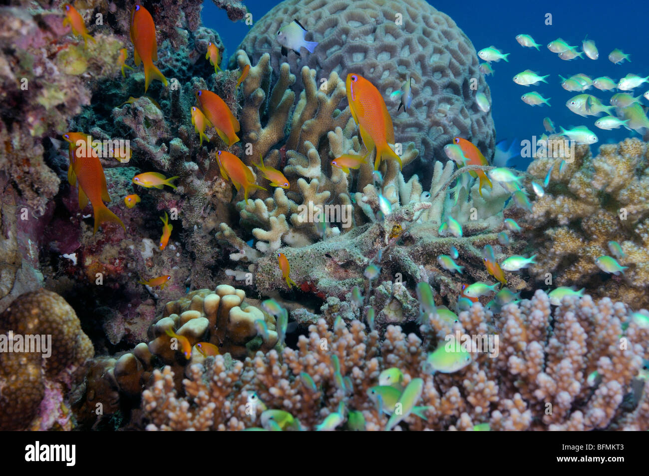 Coral reef avec variété de coraux durs et d'anthias poisson, Mer Rouge Banque D'Images