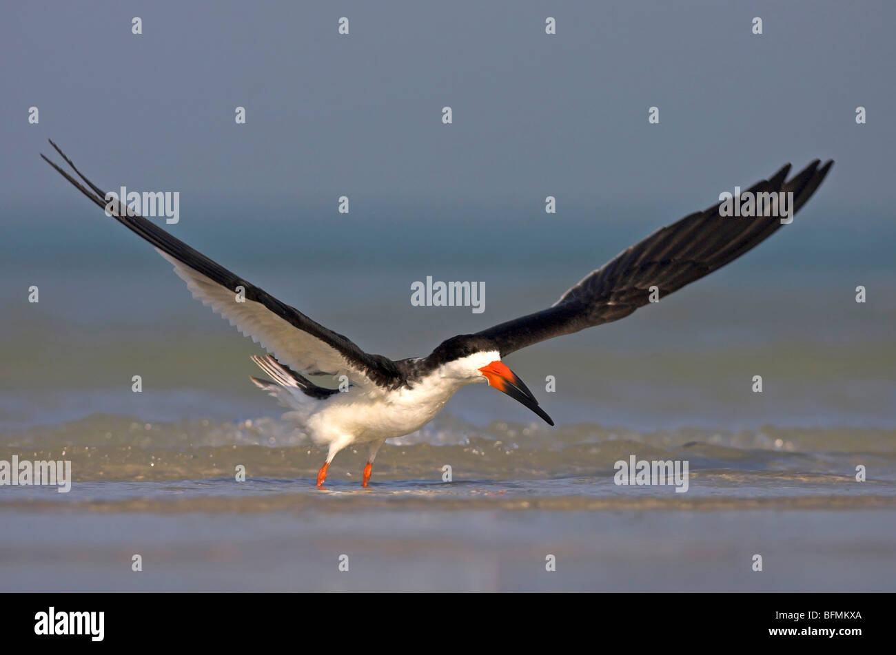 Skimmer Rynchops niger (noir), les ailes battantes, USA, Floride, le Parc National des Everglades Banque D'Images