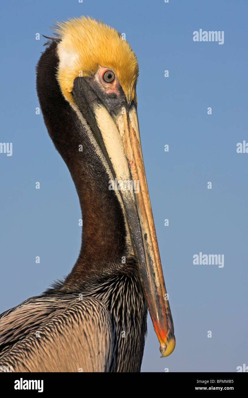 Pélican brun (Pelecanus occidentalis), portrait, USA, Floride, le Parc National des Everglades Banque D'Images