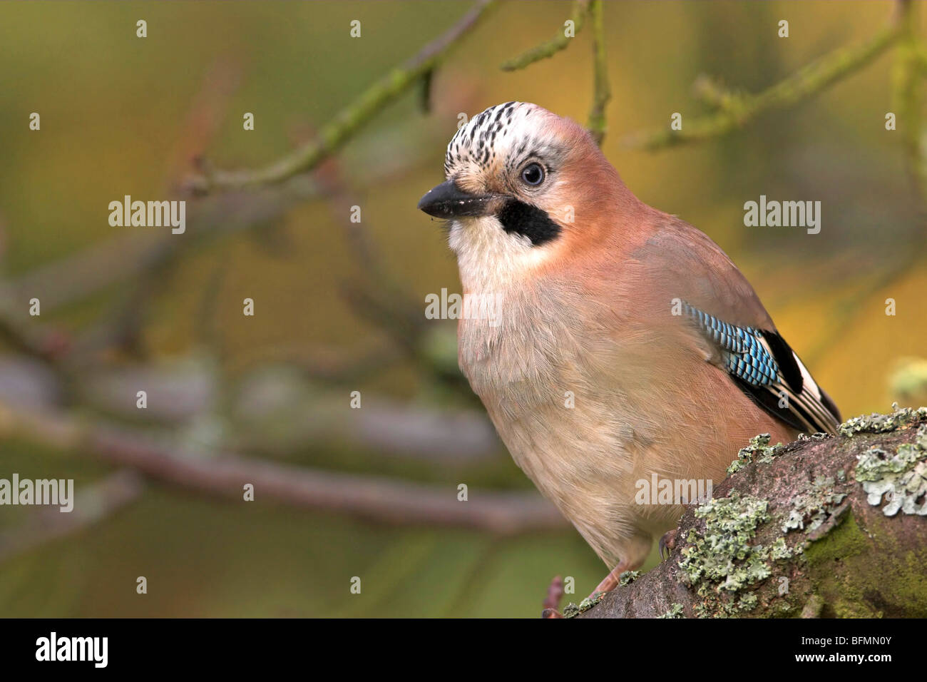 Jay (Garrulus glandarius), sur la branche, Allemagne Banque D'Images