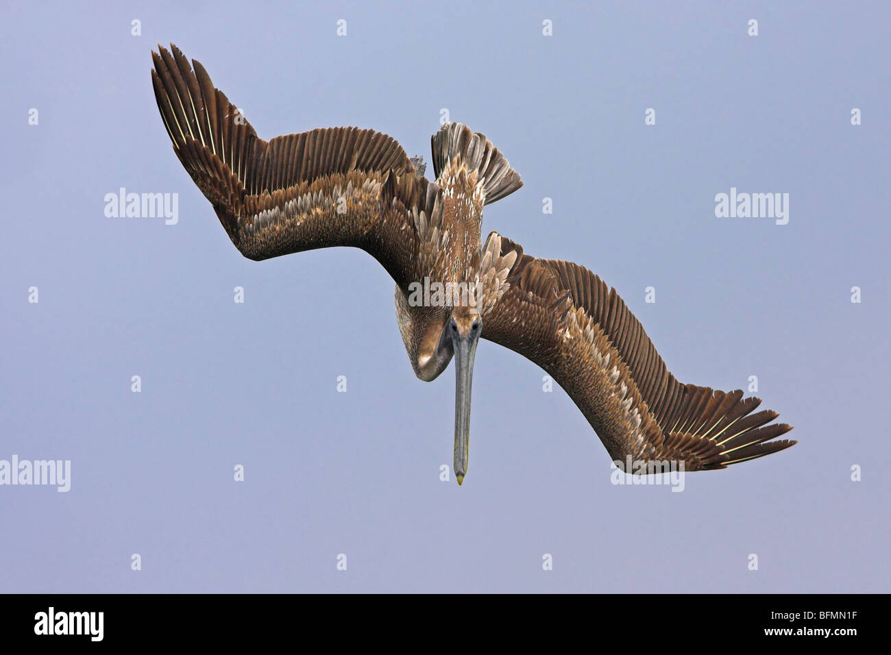 Pélican brun (Pelecanus occidentalis), piquer du nez, USA, Floride, le Parc National des Everglades Banque D'Images