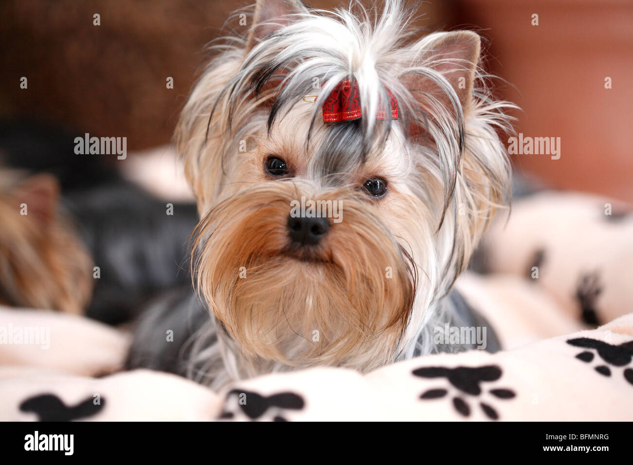 Yorkshire Terrier (Canis lupus f. familiaris), allongé sur un lit de chien avec le front cheveux attaché, Allemagne Banque D'Images