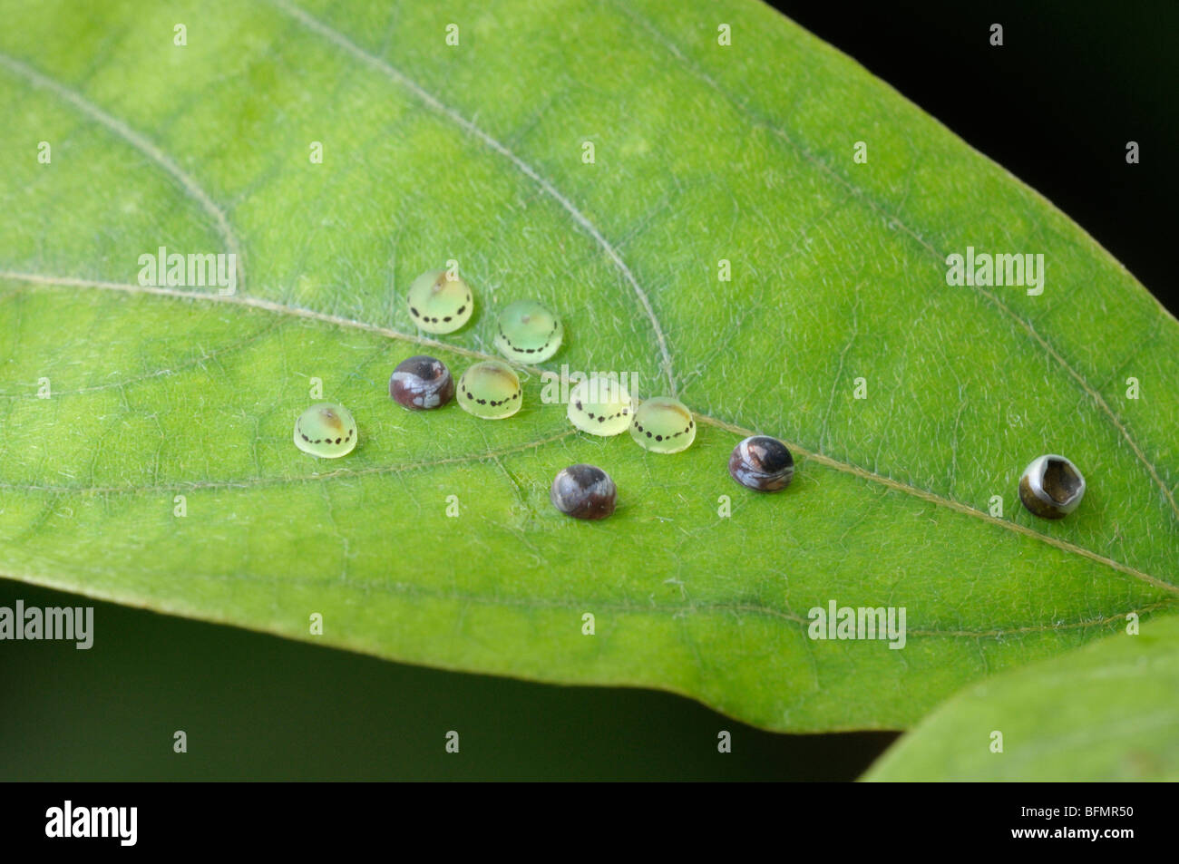 Blue Morpho Peleides Morpho peleides (). Des œufs sur une feuille Passiflora. Banque D'Images