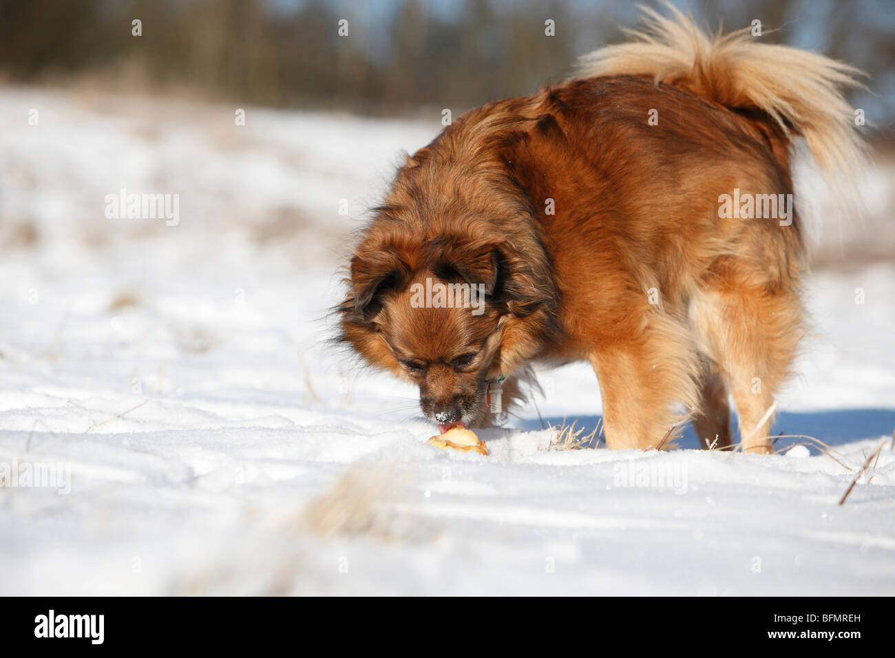 Dog (Canis lupus f. familiaris), 5 ans de lécher une pomme sur une prairie enneigée, Allemagne Banque D'Images