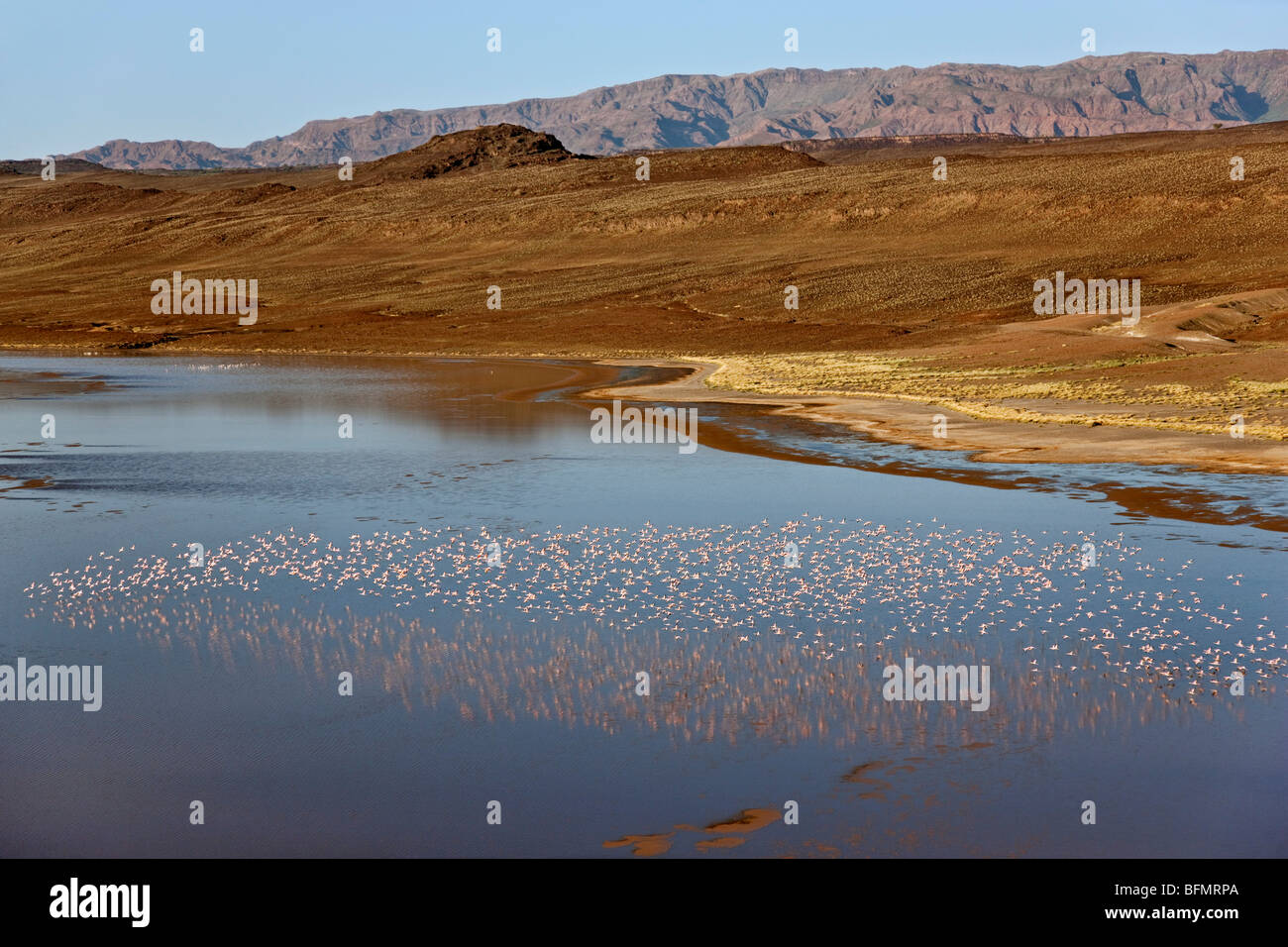 Moindres flamants rose survolant Lake Logipi, un lac alcalin de saison ou de soda à l'extrémité nord de la vallée de la Suguta. Banque D'Images