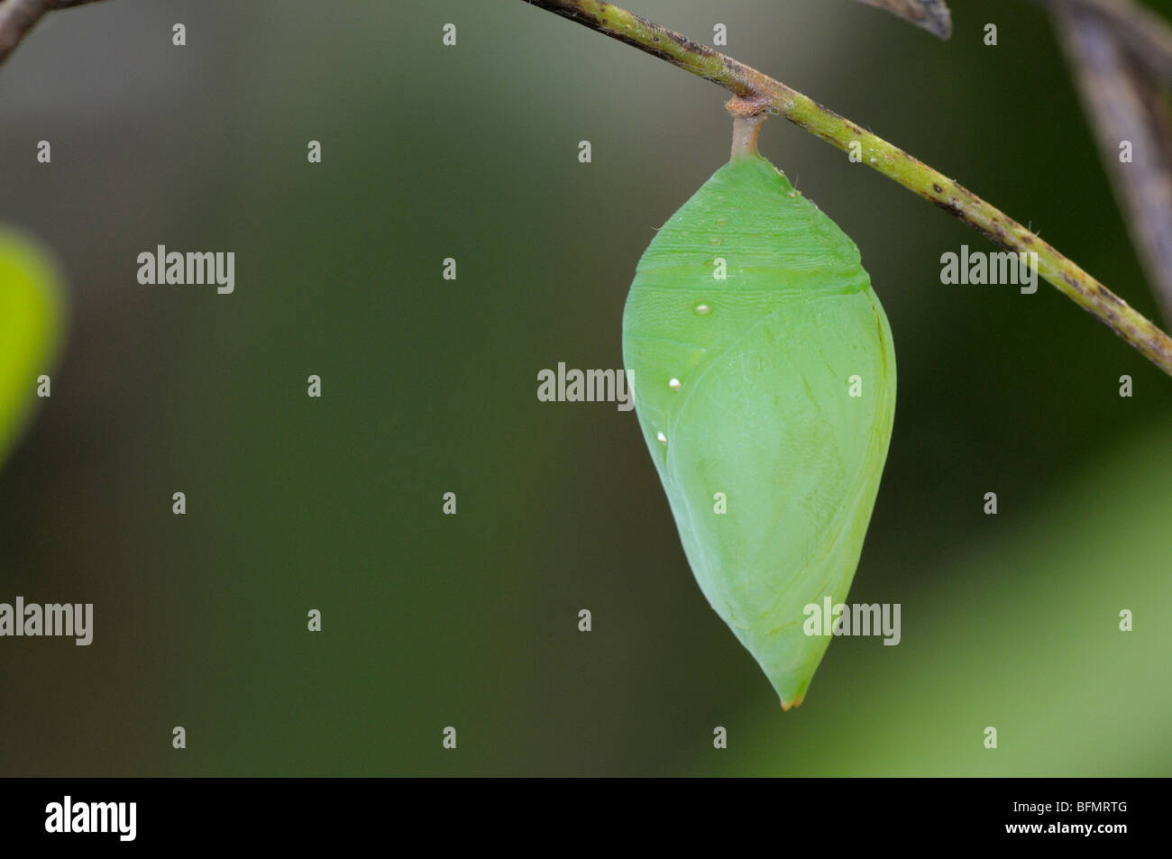 Blue Morpho Peleides Morpho peleides (). Chrysalide sur une Passiflora rameau. Banque D'Images