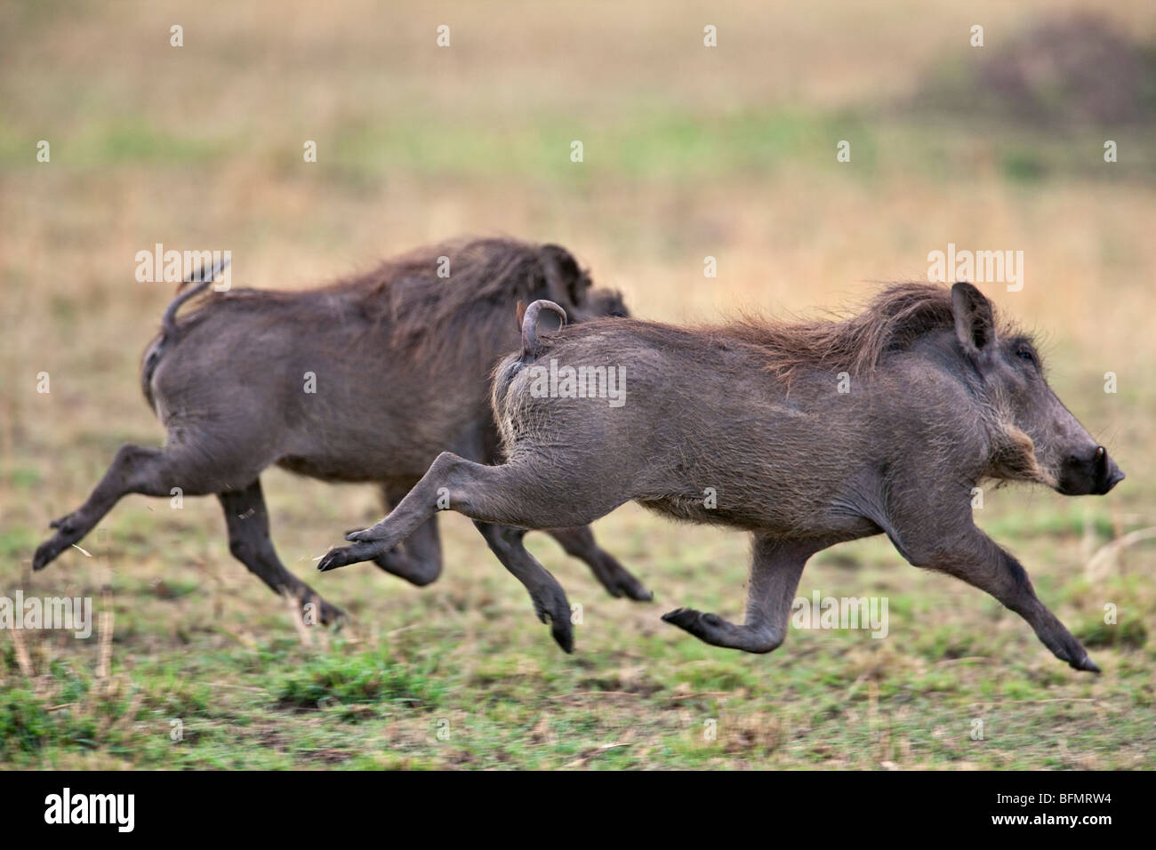 Au Kenya. Phacochères courir sur les plaines d'herbe le Masai Mara National Reserve. Banque D'Images