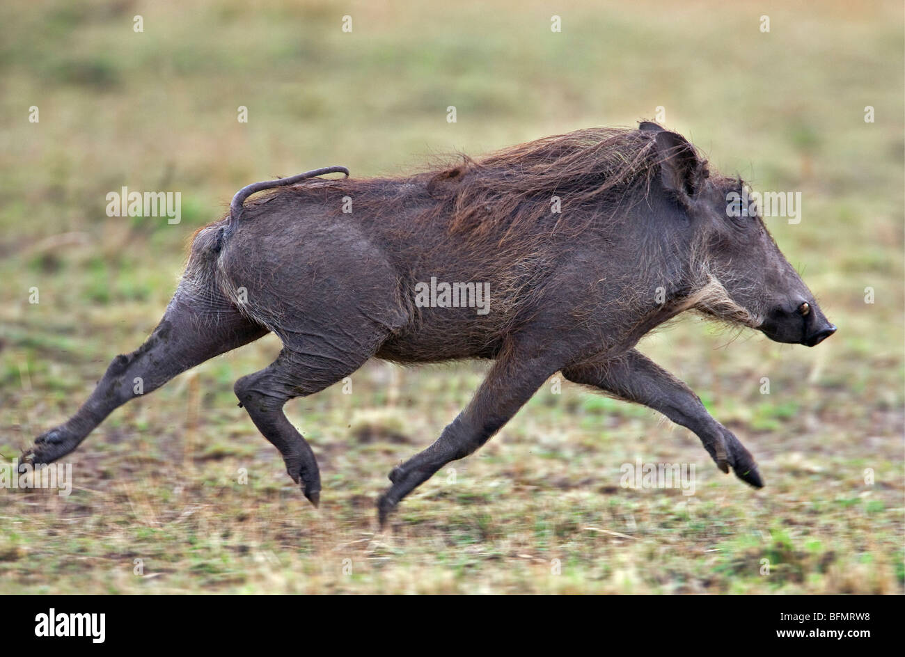 Au Kenya. Un phacochère courir sur l'herbe des plaines Masai Mara National Reserve. Banque D'Images