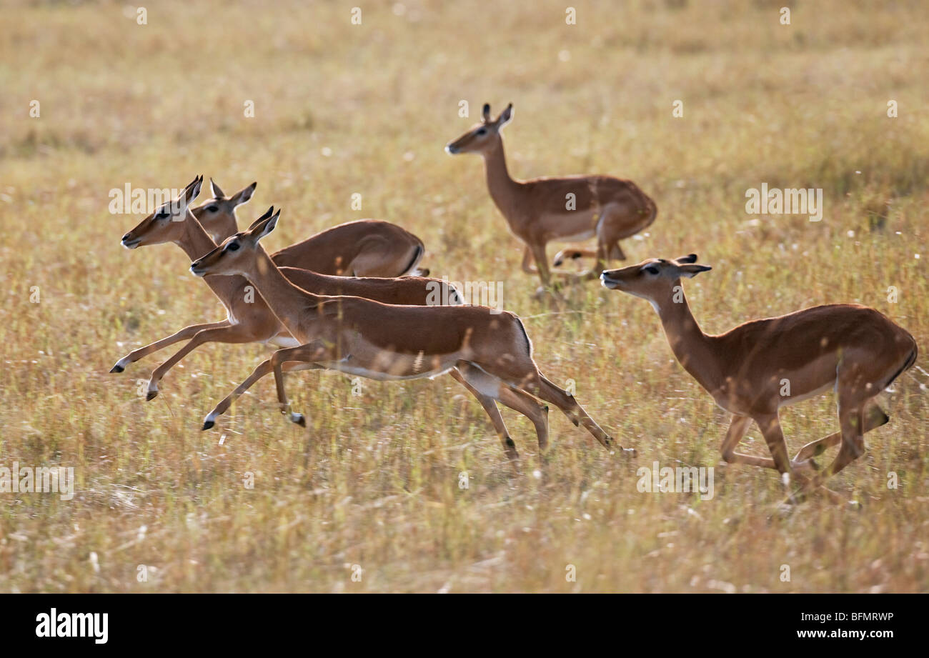 Au Kenya. Impalas running femme à travers les plaines de Masai Mara National Reserve. Banque D'Images
