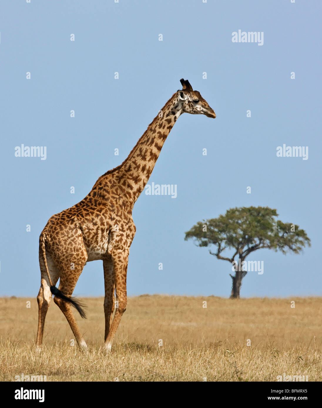 Au Kenya. Une girafe Masaï traverse la vaste plaine d'herbe dans le Masai Mara National Reserve. Banque D'Images