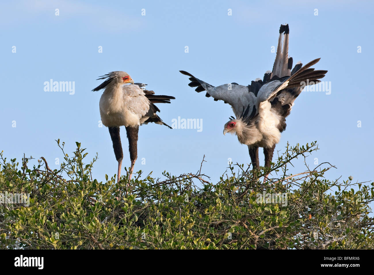Au Kenya. Une paire d'oiseaux nicheurs en secrétaire Masai Mara National Reserve. Banque D'Images
