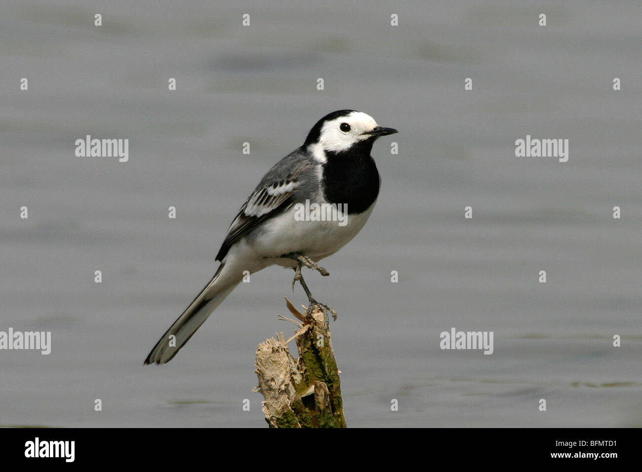 (Motacilla alba Bergeronnette pie), assis sur une jambe sur un bois en face de l'eau, de l'Allemagne Banque D'Images