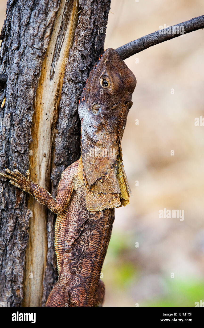 L'Australie, Territoire du Nord, le Parc National de Kakadu. À col jabot (Chlamydosaurus kingii Lézard), connu comme le Dragon plumeuse. Banque D'Images