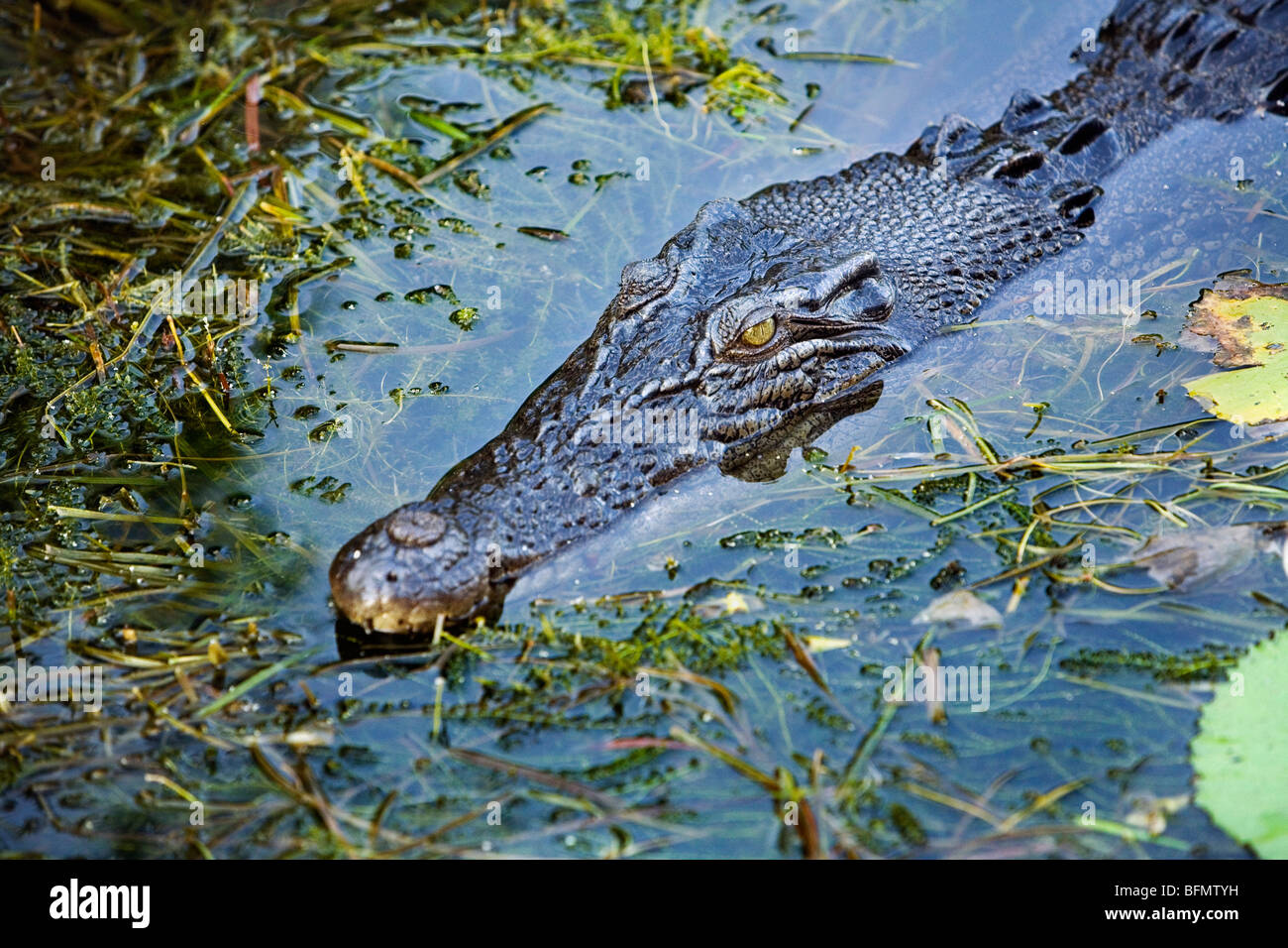 L'Australie, Territoire du Nord, le Parc National de Kakadu, Cooinda. Saltwater crocodile estuarien/ dans les zones humides de l'eau jaune. Banque D'Images