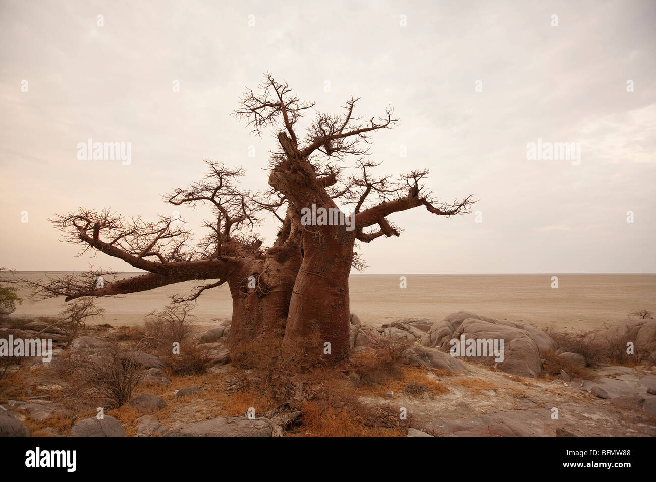 Le Botswana, Kubu Island. Un vieux baobab surplombe le Makgadikgadi Salines de Kubu Island. Banque D'Images