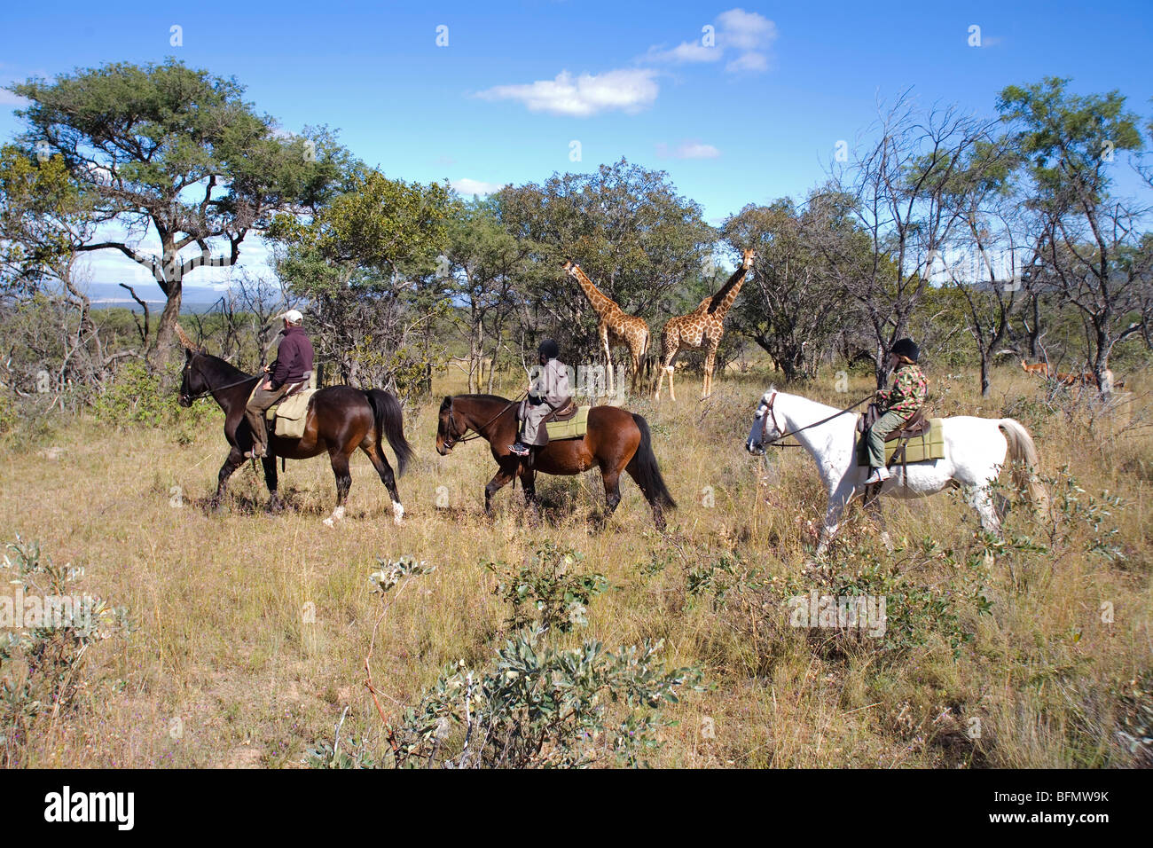 L'Afrique du Sud, la province du Limpopo, le Waterberg Plateau. Un