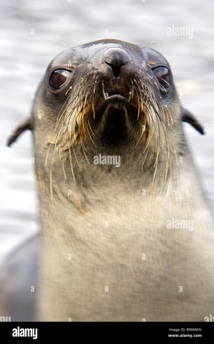 La du Sud et les îles Sandwich du Sud, du Sud