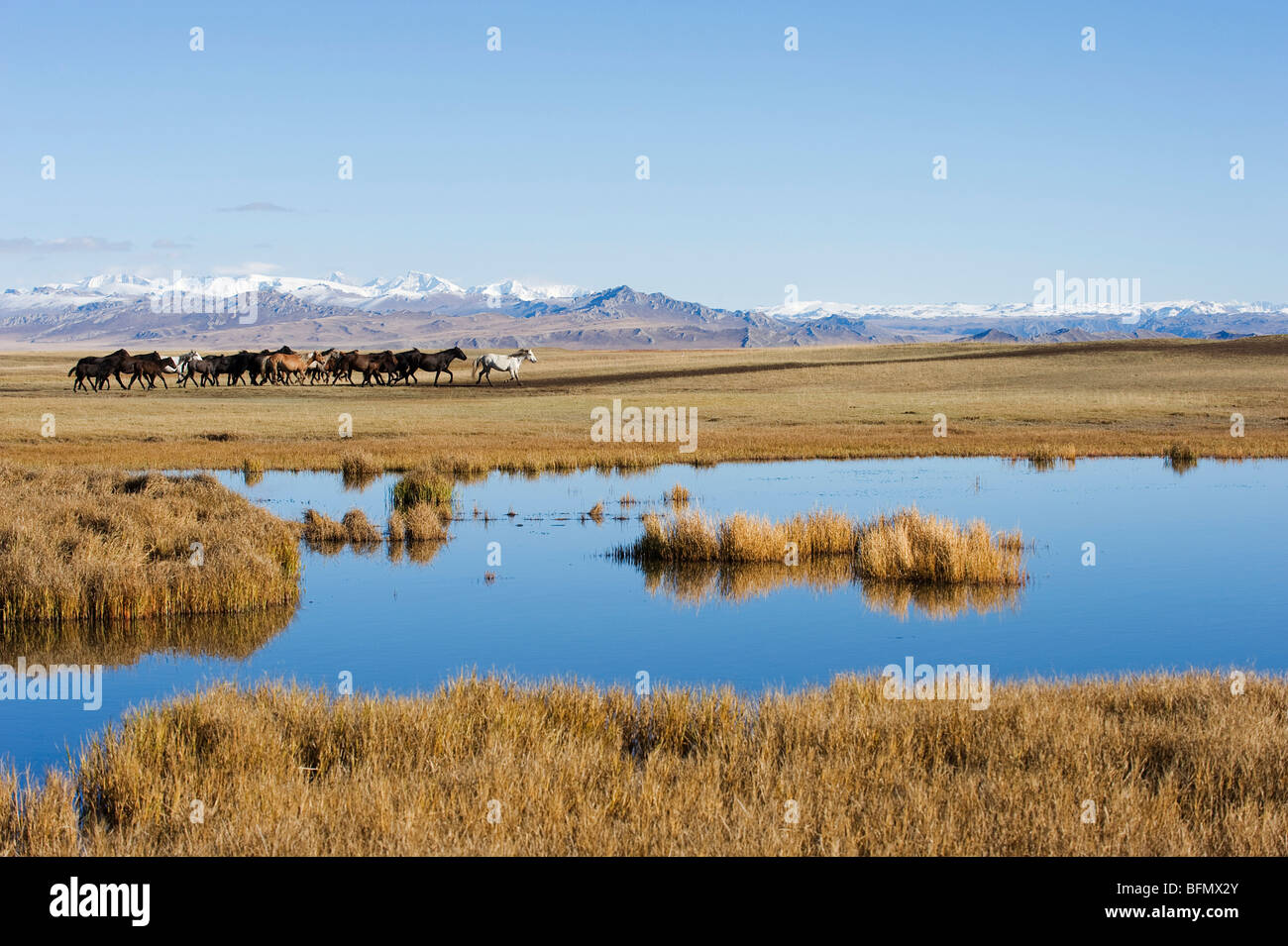 La Chine, la Province du Xinjiang, Bayanbulak sur les herbages des chevaux, Banque D'Images