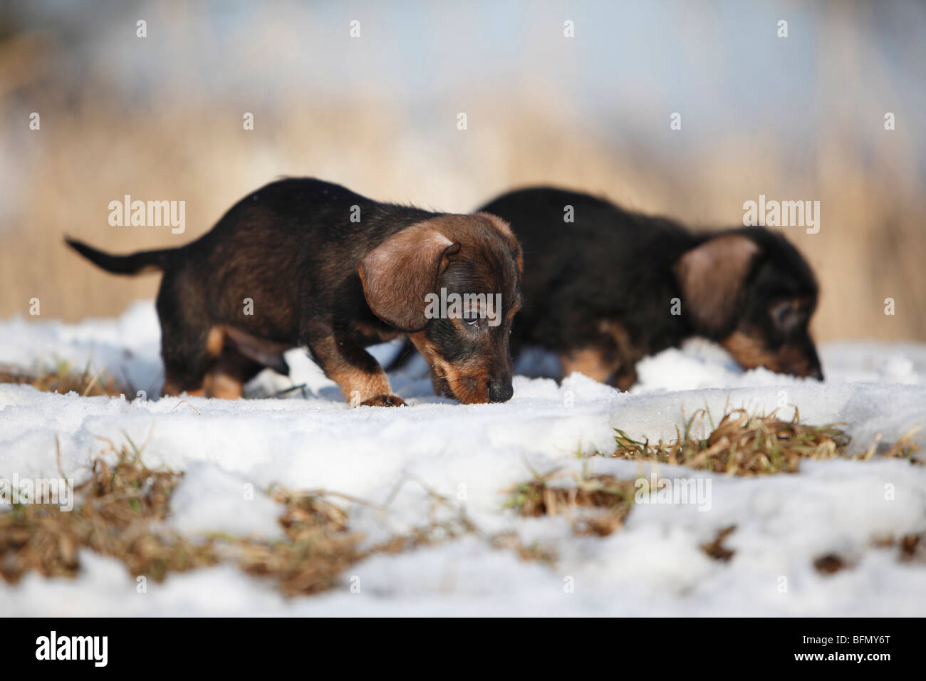 Teckel à poil dur, chien saucisse à poil dur, chien domestique (Canis lupus f. familiaris), deux chiots 9 semaines balade throu Banque D'Images