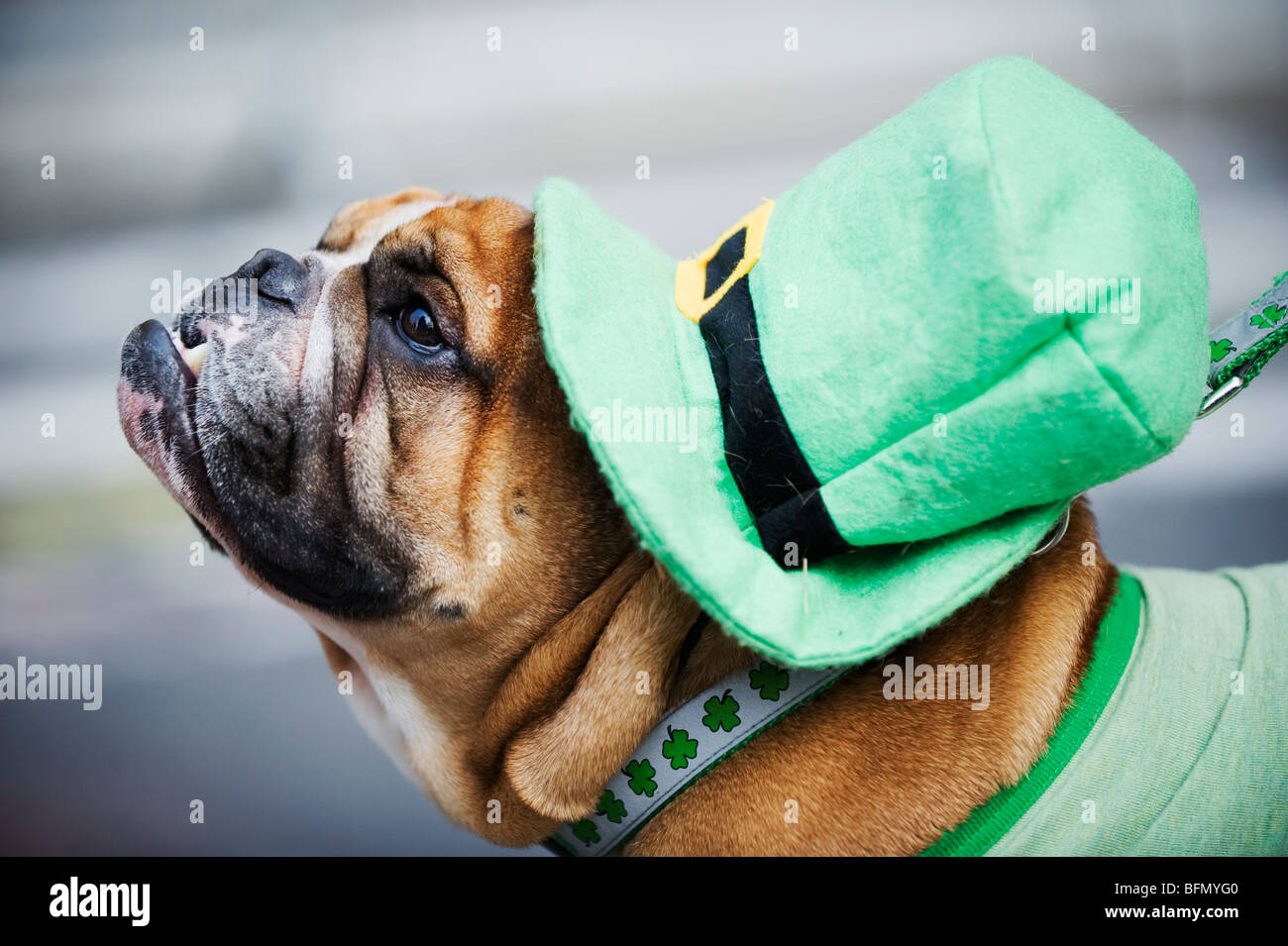 USA, New York State, New York, Manhattan, un chien en irlandais costume, St Patricks Day célébrations, 5e Avenue. Banque D'Images