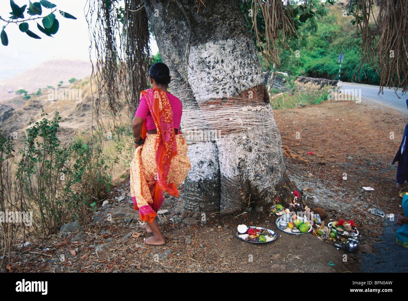Savitri TVA ou TVA purnima festival hindou ; dame adorant tva sacré banyan tree ; ; ; Inde Maharashtra Mahabaleshwar Banque D'Images