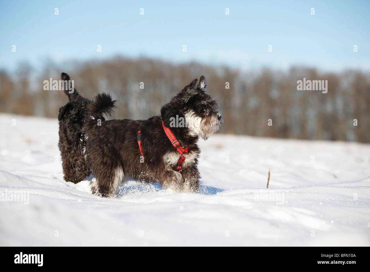 Schnauzer nain (Canis lupus f. familiaris), deux individus dans la neige Banque D'Images