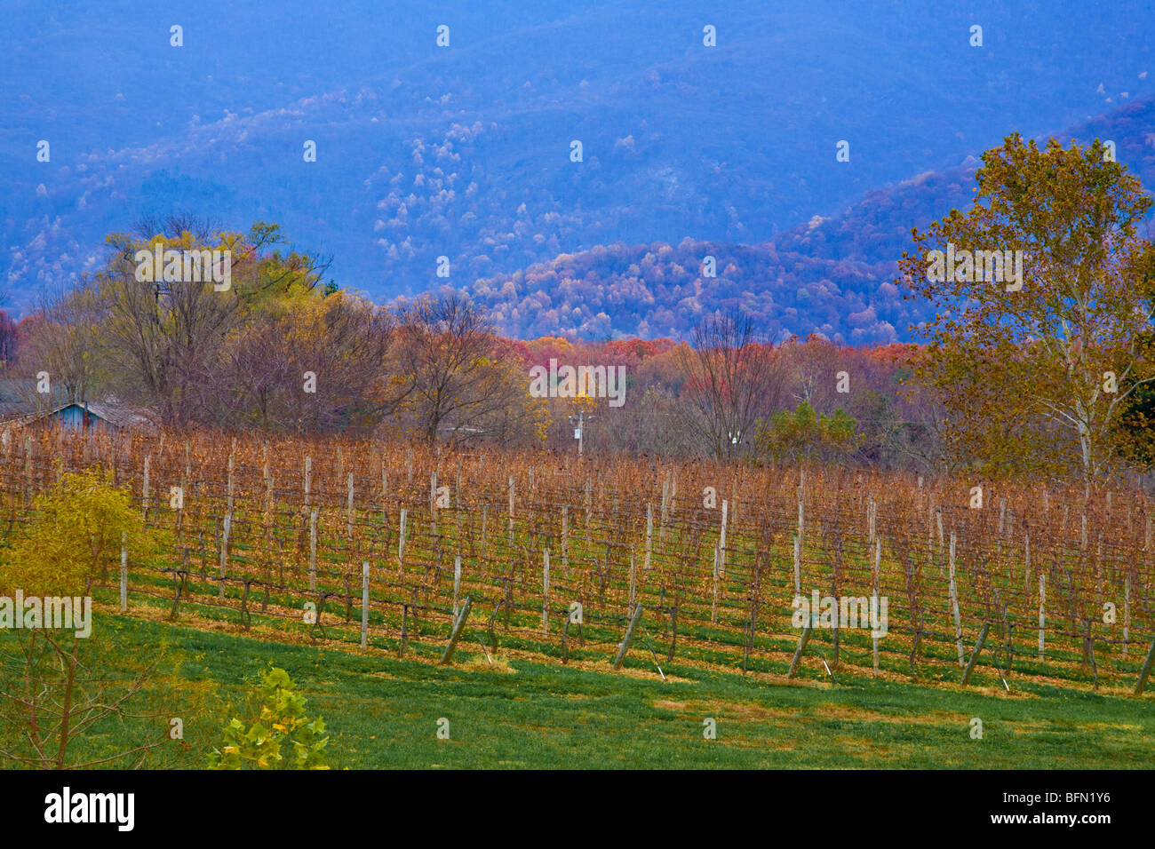 Dans le vignoble de la vallée de Shenandoah en Virginie Banque D'Images