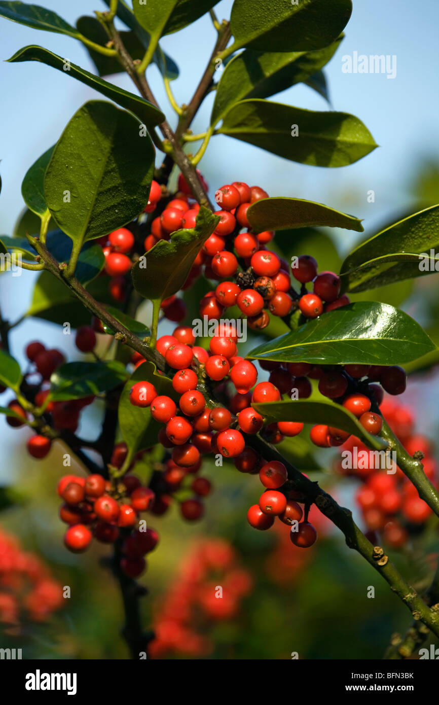 Des baies de houx, Ilex aquifolium, Cornwall Banque D'Images