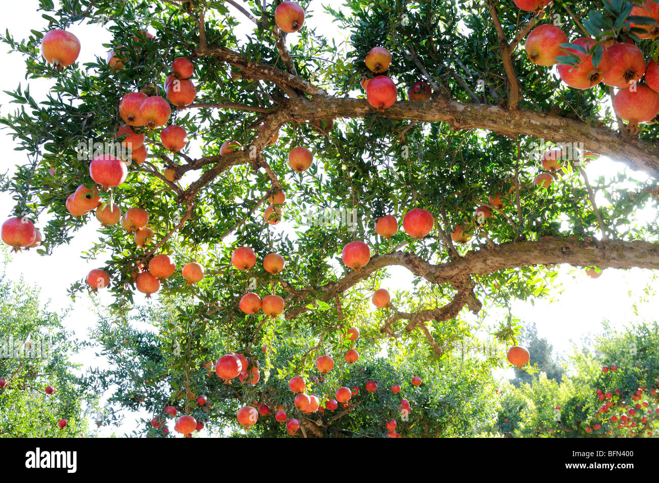 Fruits rouges d'un grenadier (Punica granatum). Banque D'Images