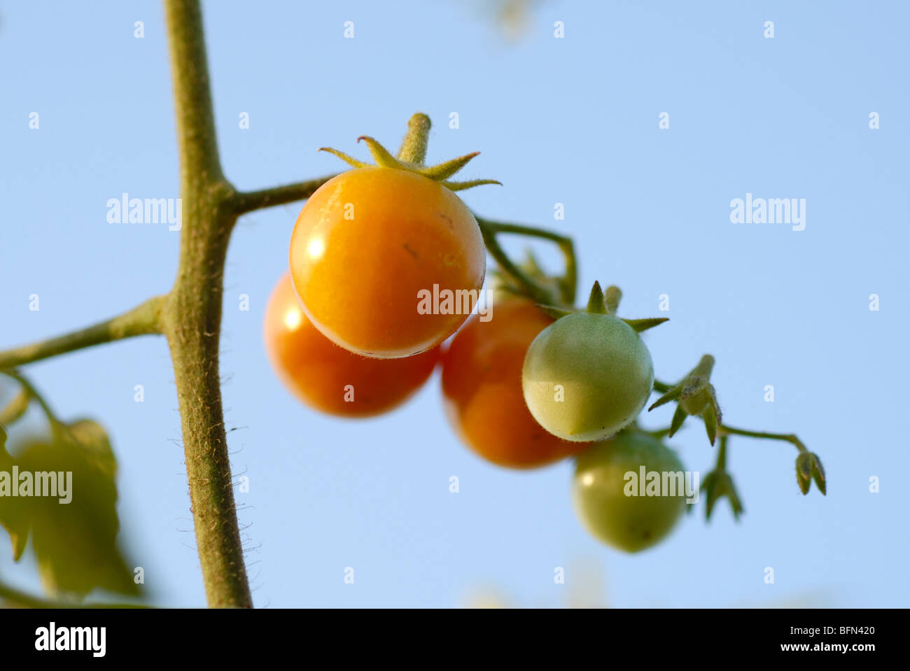 Tomate Cerise (Solanum lycopersicum var. cerasiforme) Banque D'Images