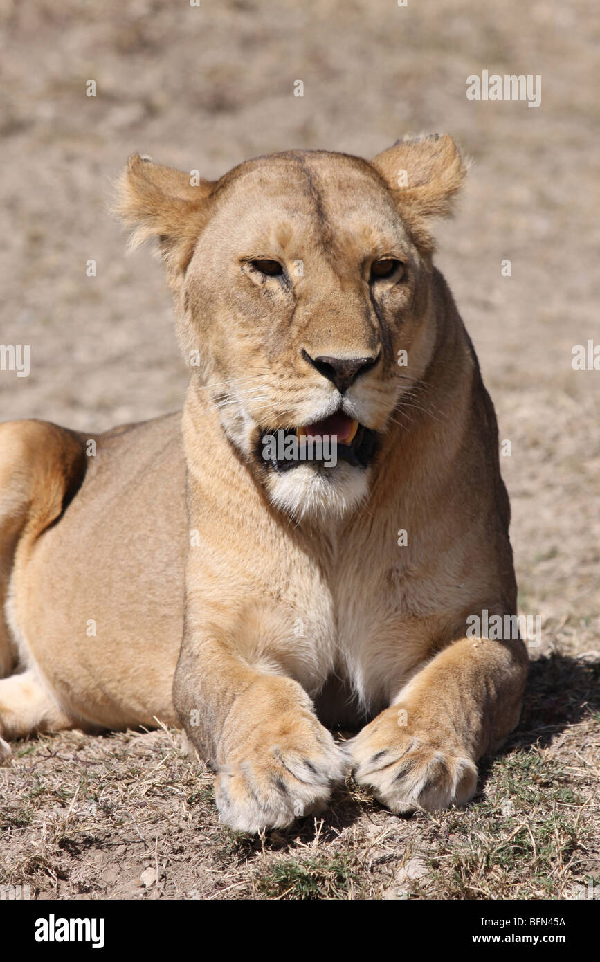 Femme African Lion Panthera leo pris dans le Serengeti NP, Tanzanie Banque D'Images