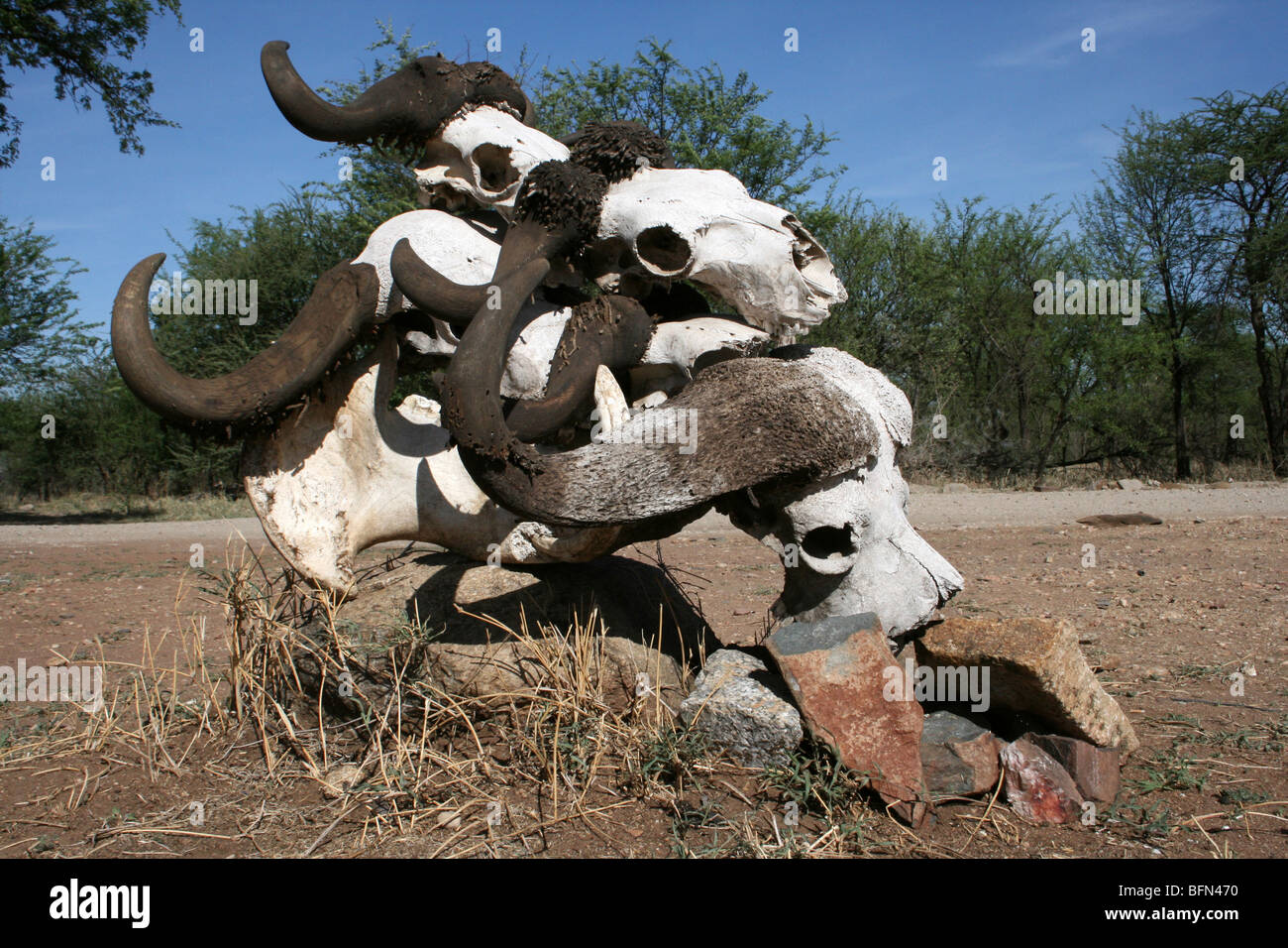 Pile de crânes de bisons africains Syncerus caffer prises dans le Serengeti NP, Tanzanie Banque D'Images