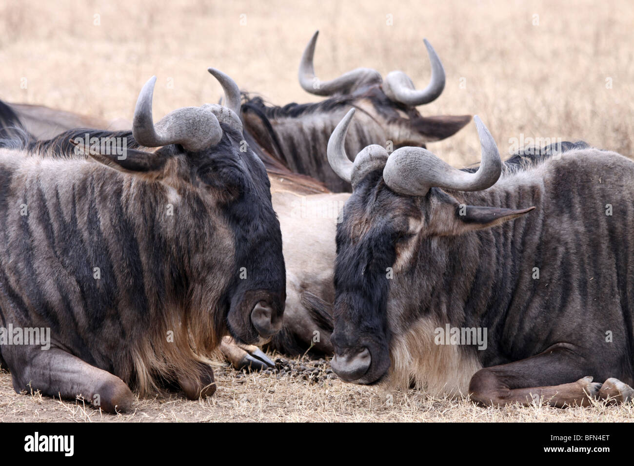 Troupeau de gnous barbu-blanc de l'albojubatus Connochaetes taurinus prises dans le cratère du Ngorongoro, en Tanzanie Banque D'Images