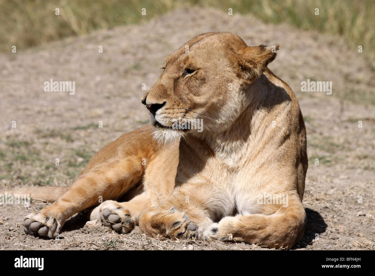 Femme African Lion Panthera leo pris dans le Serengeti NP, Tanzanie Banque D'Images