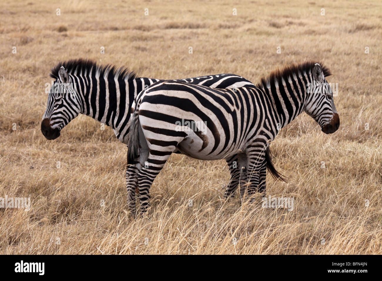 Deux d'Equus burchelli quagga zèbre Des Plaines prises dans le cratère du Ngorongoro, en Tanzanie Banque D'Images