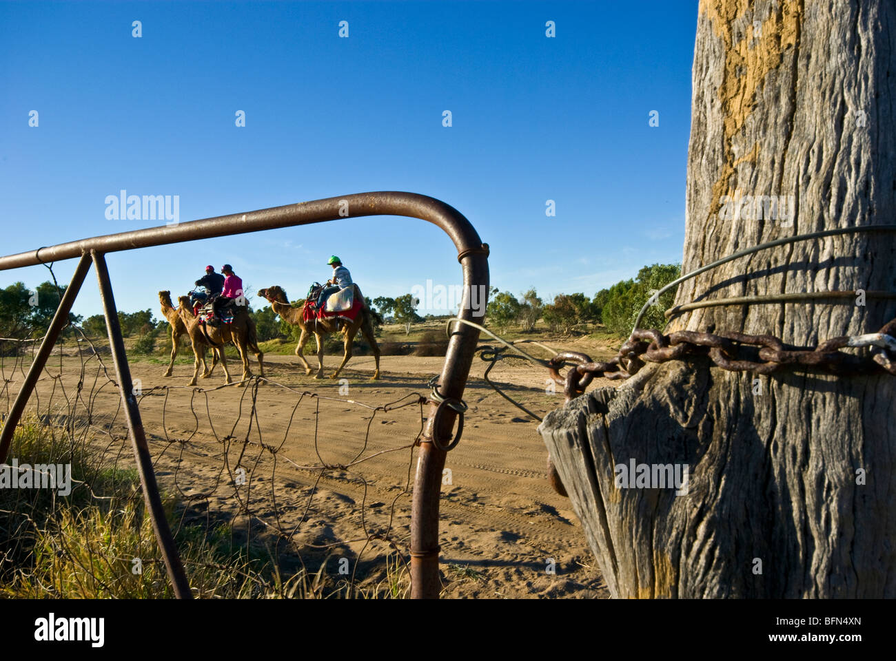 Jockeys de chameaux et de transmettre une vieille ferme pendant une course d'endurance. Banque D'Images