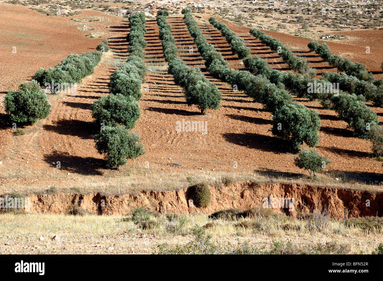 Israel Negev Desert Olive Tree Banque De Photographies Et D images israel-negev-desert-olive-tree-banque-de-photographies-et-d-images