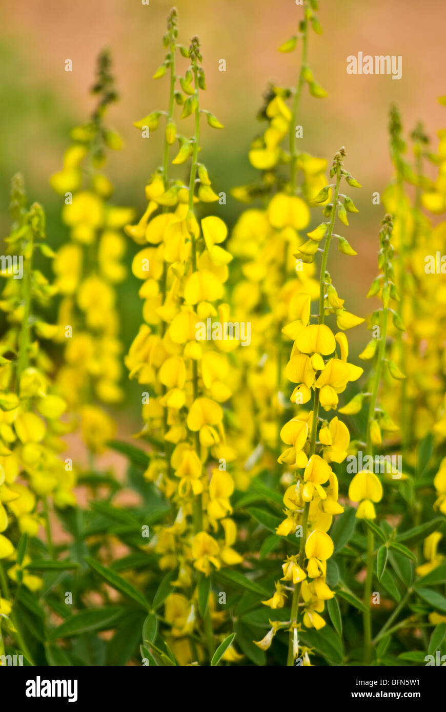 Une grappe de fleurs jaune vif Desert Rattlepod le long des tiges. Banque D'Images