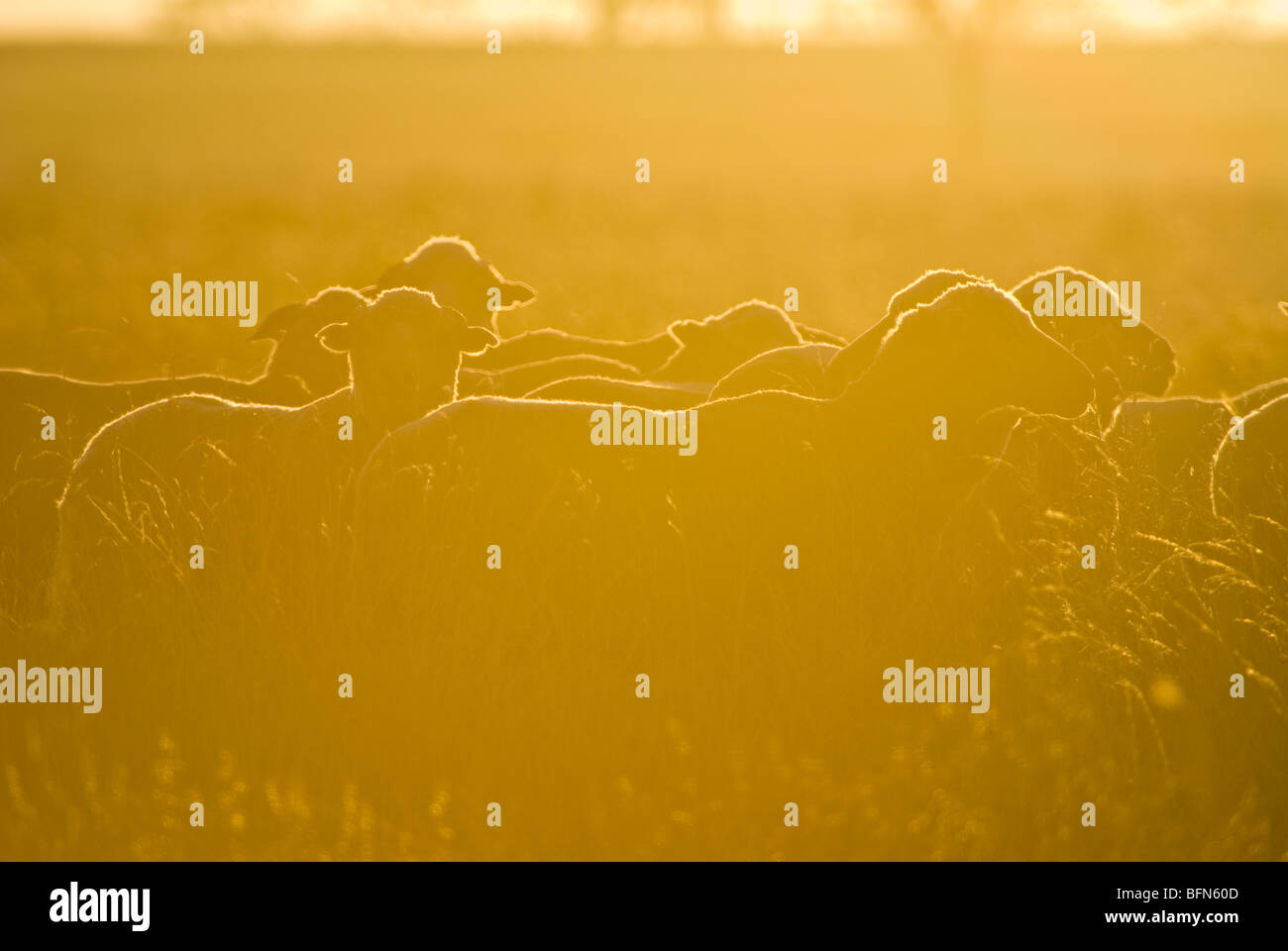 Dawn jette un halo autour de la laine de mouton sur une grande ferme de l'Outback. Banque D'Images