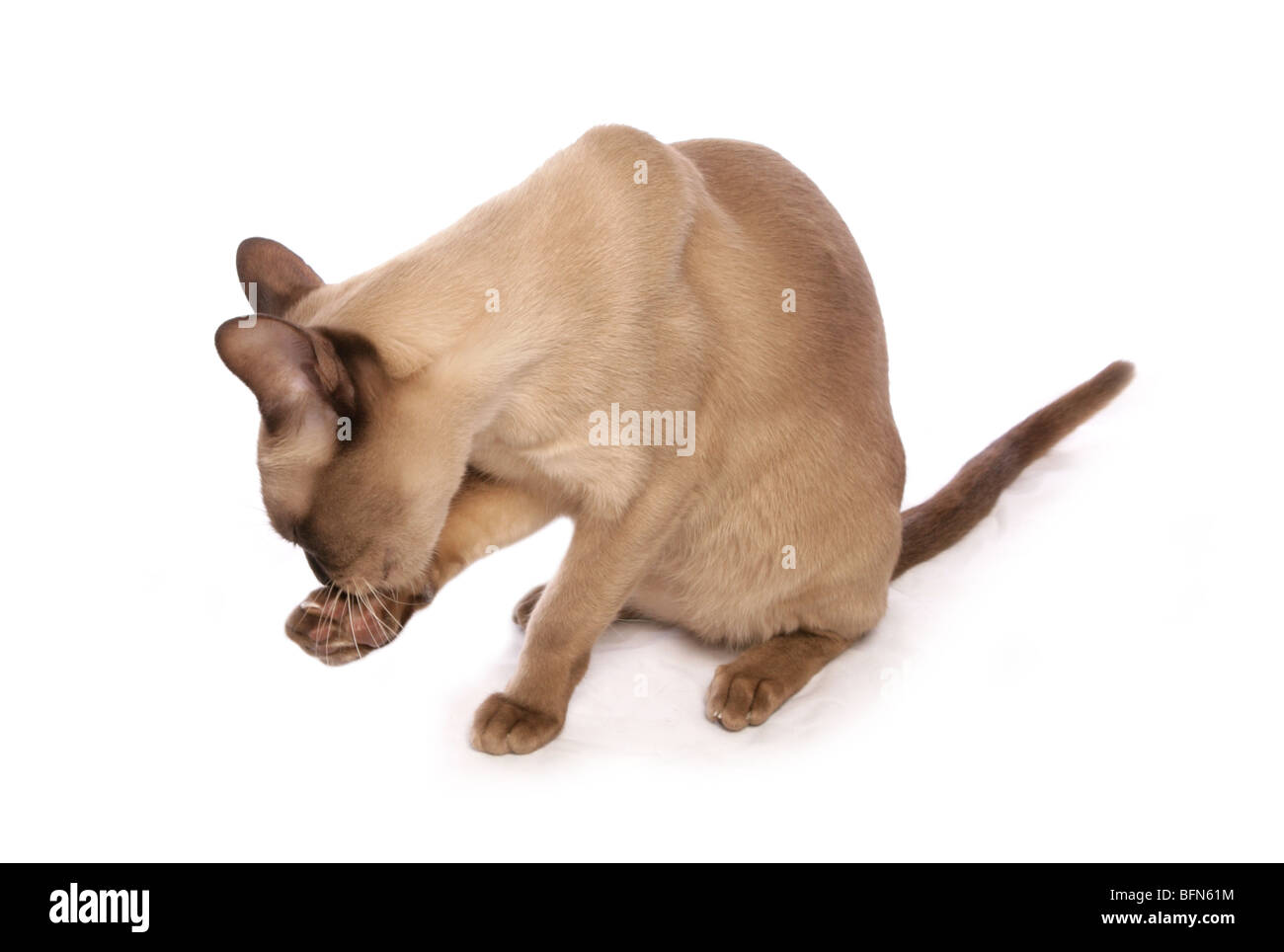 Chat birman lave seule femelle adulte Studio Banque D'Images